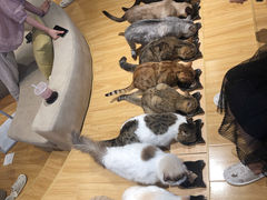 -啵啵喵·猫咖(攀华国际店)