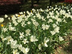 -上海鲜花港
