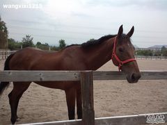 -北京长城阳光山谷马术俱乐部