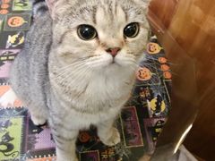 -猫色咖啡·猫咖