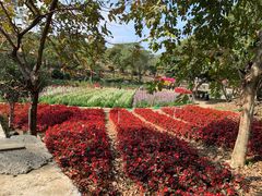 -松山湖梦幻百花洲