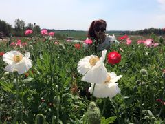 -北纬44度·金珠花海休闲农业旅游景区