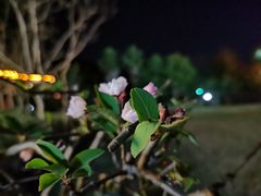 -宁波九龙湖开元度假村
