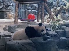 -武汉动物园