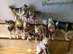 -Husky Go! 哈士奇体验馆·宠物咖啡厅狗咖