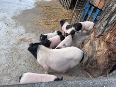 -沈阳森林动物园