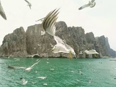 -长岛万鸟岛