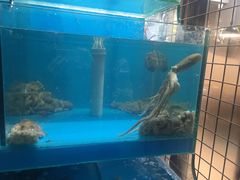 水产区-东海章鱼馆(恒瑞街店)