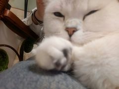 -平行世界·猫咖(首经贸店)