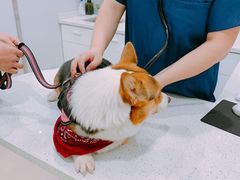 -佳雯宠物医院(金华南路分院)