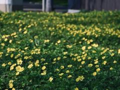 -黛秀湖公园
