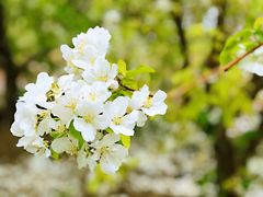 -海棠花溪(元大都城垣遗址公园)