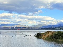 -洱海月湿地公园