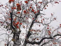 -静之湖湖畔餐厅