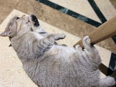 -猫色咖啡·猫咖