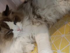 -喵屿·大理花园猫咖