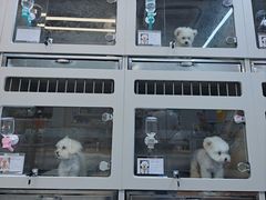 -唐小姐の私宠·宠物洗护美容·撸猫馆·购宠(周浦万达旗舰店)