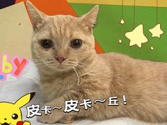 -美联众合动物医院·24h转诊中心