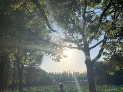 -瑶湖郊野森林公园