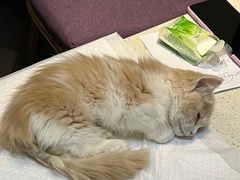 -宠爱国际动物医院· 猫科· 外科·中兽医(长白店)