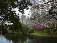 -上海共青森林公园