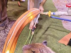 -正佳雨林生态植物园