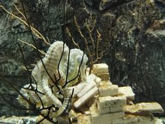 -太平洋海底世界