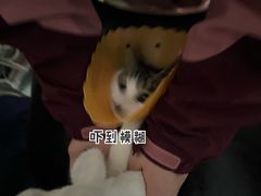 -伟伟宠物医院·瑞派猫友好医院·猫科(光谷店)