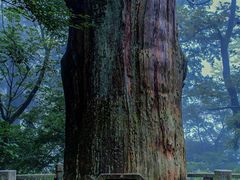 -天目山大树王景区