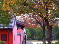 -贡湖湾湿地公园