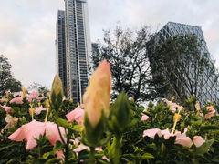 -深圳人才公园