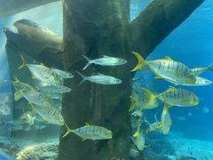 -福州罗源湾海洋世界旅游区
