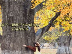 -千年银杏谷文化旅游区