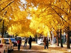 -三里屯东五街银杏大道