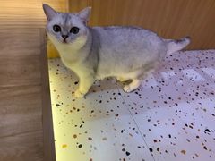 -滚猫咖啡·猫咖·猫友好撸猫(未来城店)
