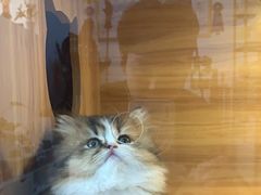 -喵百万·布偶·蓝金金渐层英短·猫舍(百子湾店)