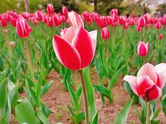 -长春公园(普阳街道)