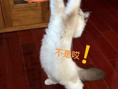 -猫大福·Fortune Cat猫舍(百子湾店)