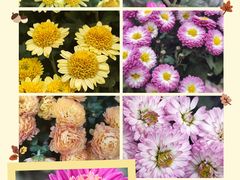 -杭州植物园