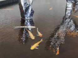 -静安洲际酒店·宴会厅