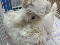 -翊宠yipet猫狗购宠庄园犬舍•猫舍