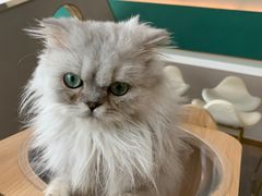 -飞行喵MR PILOT|猫舍·猫咖(静安大融城店)