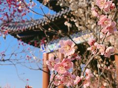 -梅花山(明孝陵内)