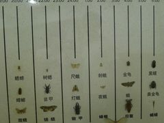 -上海大自然野生昆虫馆