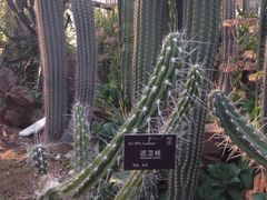 环境-北京植物园-展览温室
