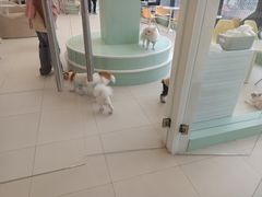 -怪兽屋·羊驼·猫咖·狗咖(俊华广场店)