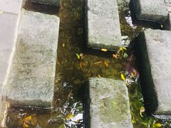 -成都市活水公园