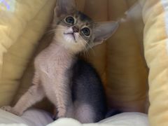 -小猫来了·猫咪专售(红山六九七九店)