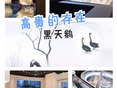 -黑天鹅蛋糕店(青年大街店)