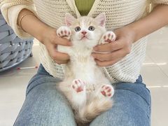 -lincat·猫舍(广州店)
